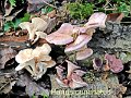 Panus conchatus-amf1143